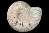 Iridescent, Pyritized Ammonite (Quenstedticeras) Fossil - Russia #175011-1